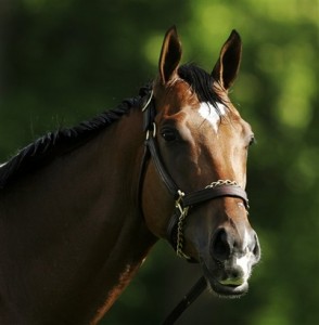 Barbaro(pravý dostihák Barbaro)3.jpg