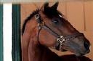 Barbaro(pravý dostihák Barbaro)11.jpg